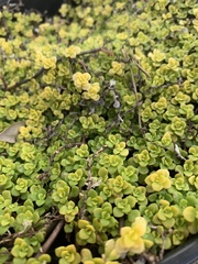 Sedum makinoi