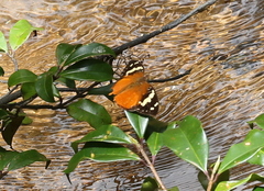 Aterica rabena