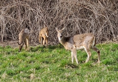 Odocoileus virginianus leucurus