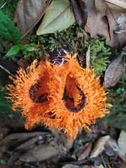 Phallomycetidae