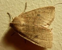 Epiglaea decliva