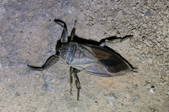 Lethocerus oculatus
