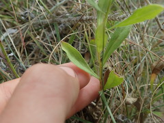 Sericocarpus rigidus