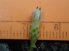 Sericocarpus rigidus