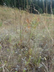 Sericocarpus rigidus