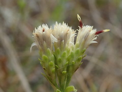Sericocarpus rigidus