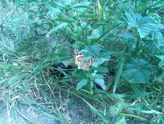Vanessa cardui