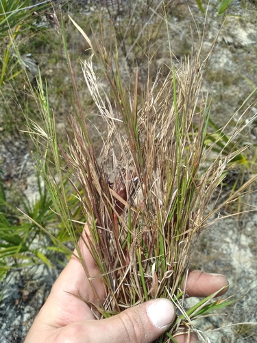 Image of Dichanthelium malacon by (c) Scott Ward, some rights reserved (CC BY)