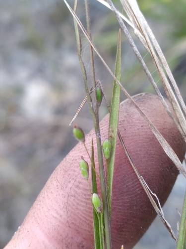 Image of Dichanthelium malacon by (c) Scott Ward, some rights reserved (CC BY)