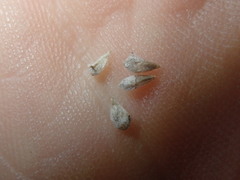 Psilocarphus elatior