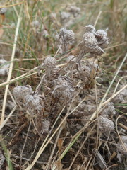 Psilocarphus elatior