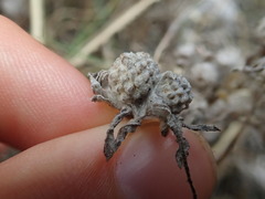 Psilocarphus elatior