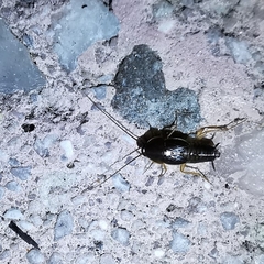 Myrmecoblatta hebardi