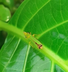 Cicadellidae