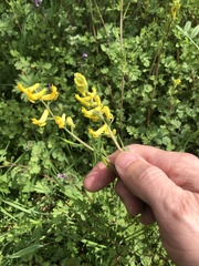Corydalis halei