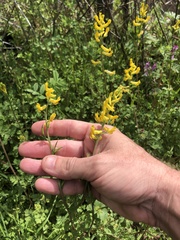Corydalis halei