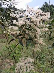 Cabobanthus polysphaerus