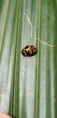 Iphiclus signatus