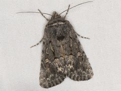 Sympistis euta