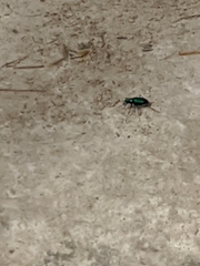 Cicindela