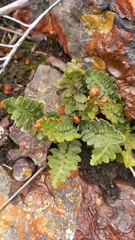 Asplenium cordatum