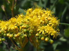 Aeonium spathulatum
