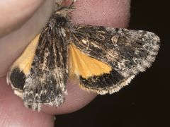 Sympistis euta