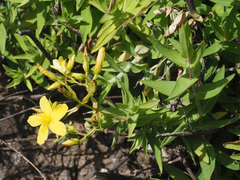Hypericum reflexum