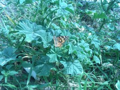 Vanessa cardui