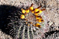 Ferocactus wislizeni
