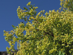 Paronychia canariensis