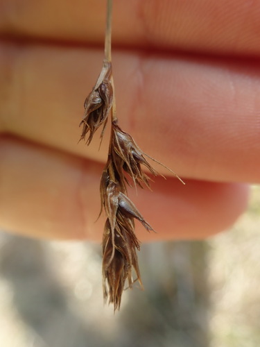 Image of Carex tumulicola by (c) Nolan Exe, some rights reserved (CC BY)