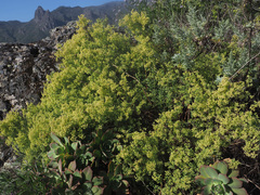 Paronychia canariensis