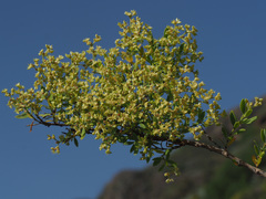 Paronychia canariensis