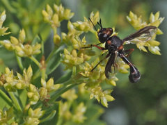 Physocephala biguttata