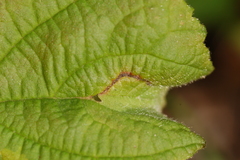 Orchestes mixtus