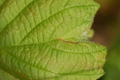 Orchestes mixtus