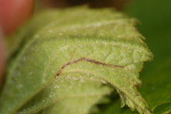 Orchestes mixtus
