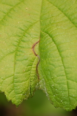 Orchestes mixtus
