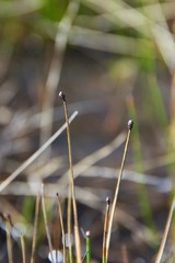 Eleocharis microcarpa