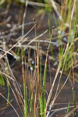 Eleocharis microcarpa