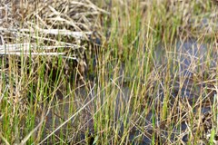 Eleocharis microcarpa