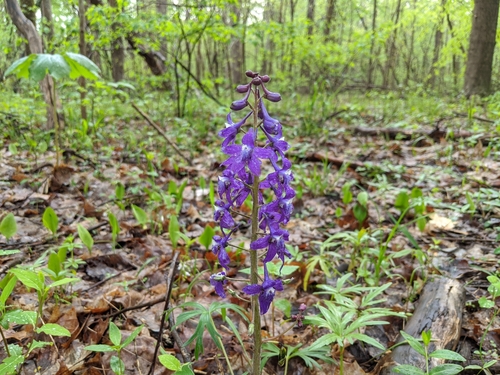 Hoggard Trail