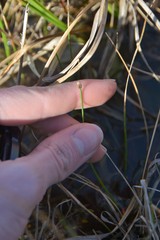 Eleocharis microcarpa