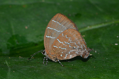 Micandra platyptera