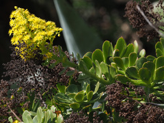 Aeonium undulatum