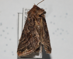 Autographa mappa