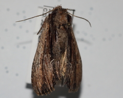 Apamea verbascoides