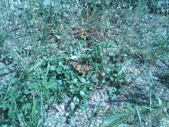 Vanessa cardui