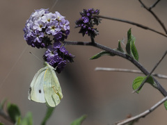 Heliotropium arborescens
